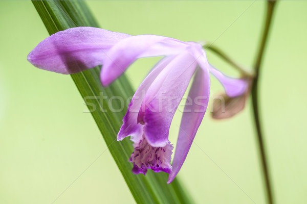 Beautiful Miniature Orchid Plant from Uruguay Just blossomed flo Stock photo © xura