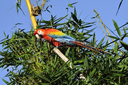 Amazonian Macaw - Ara ararauna in front of a blue sky Stock photo © xura