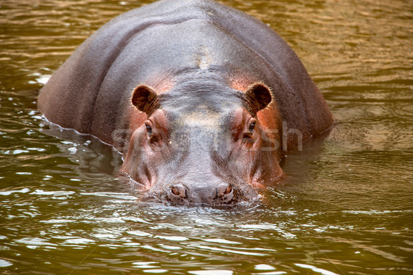 behemoth looking at the camera out of the water Stock photo © xura