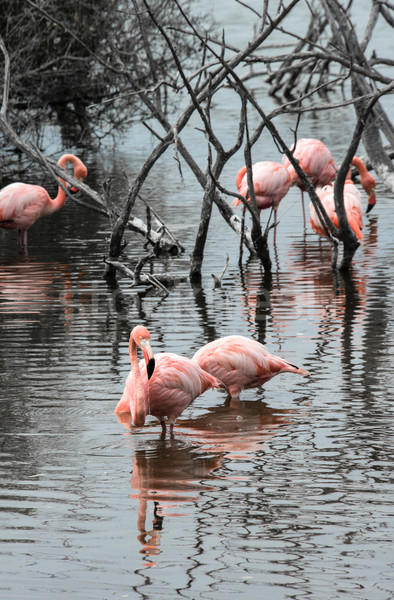 Flamingos have arrived to the island of Isabella, Galapagos Arch Stock photo © xura