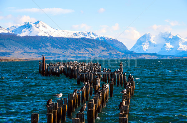 King Cormorant colony, Old Dock, Puerto Natales, Chile Stock photo © xura