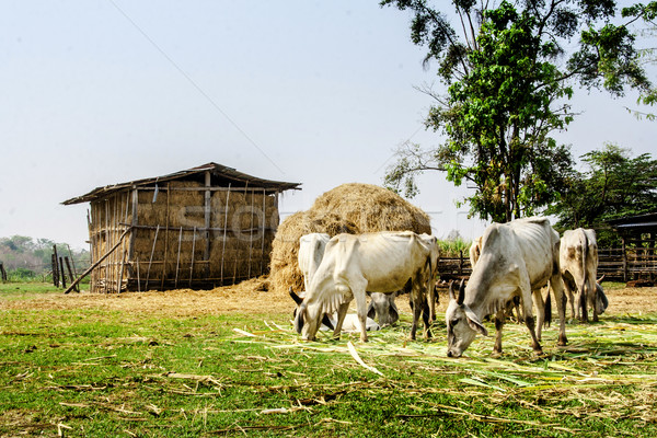 agriculture in rural life of Thailand Stock photo © yanukit