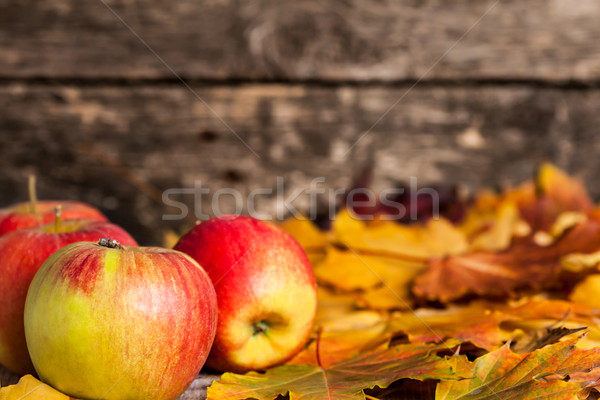 [[stock_photo]]: Automne · frontière · pommes · érable · laisse · bois