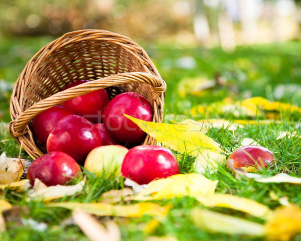 Stock foto: Legen · rot · Äpfel · saftig · Gras · Herbst