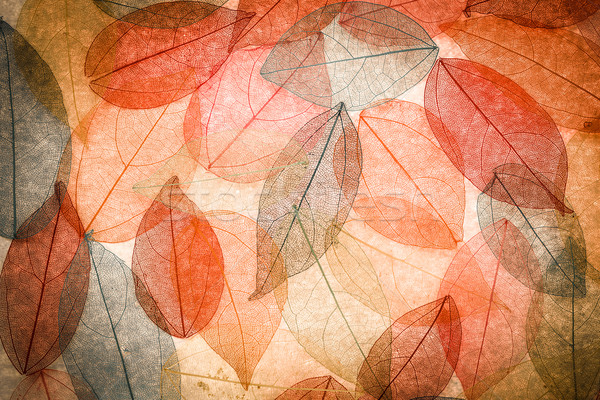 [[stock_photo]]: Résumé · automne · belle · laisse · texture · nature