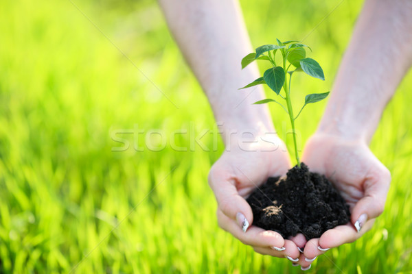 Jovem planta mão verde natureza terra Foto stock © Yaruta