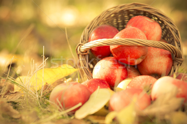 Basket full of red juicy apples Stock photo © Yaruta