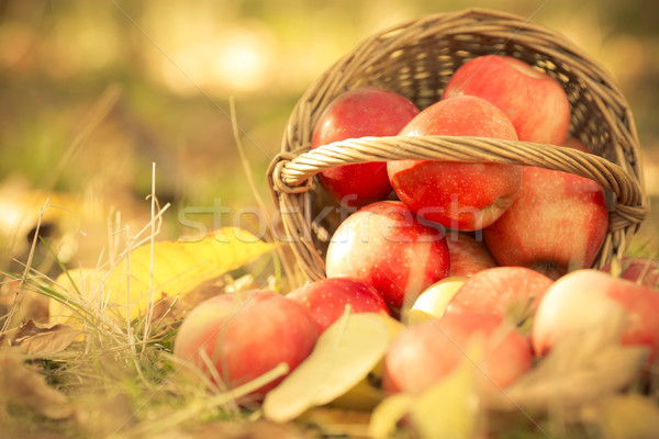 Stockfoto: Mand · vol · Rood · sappig · appels · gras