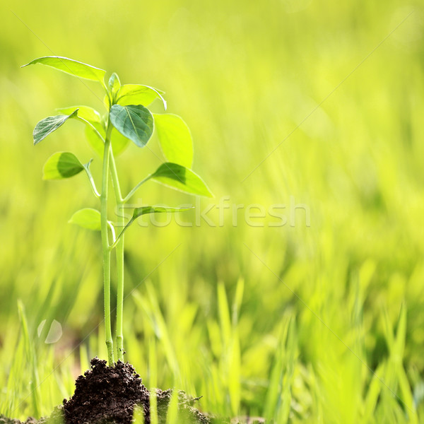 Young plant Stock photo © Yaruta