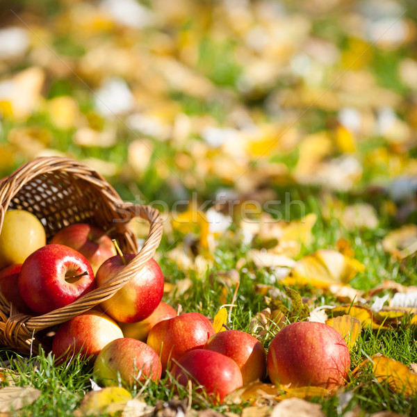 Czerwony jabłka koszyka pełny soczysty trawy Zdjęcia stock © Yaruta