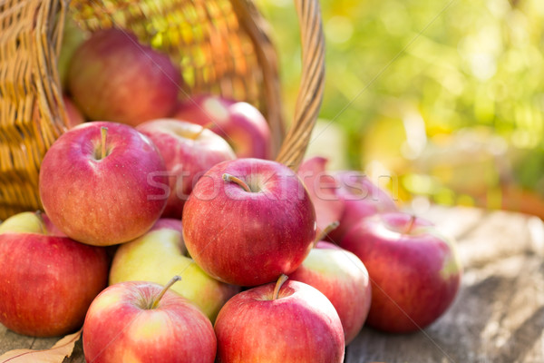 Red apples in autumn garden Stock photo © Yaruta
