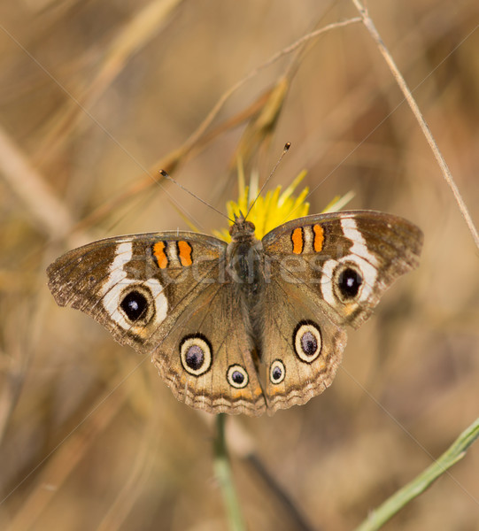 Common Buckeye butterfly feeds from a yellow flower Stock photo © yhelfman