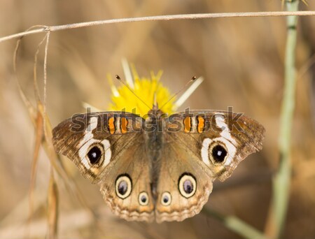 Common Buckeye butterfly feeds from a yellow flower Stock photo © yhelfman