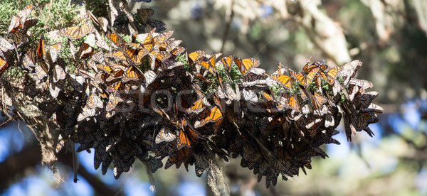 Cluster of Monarch Butterflies (Danaus plexippus). Monarch Grove Sanctuary, Pacific Grove, Californi Stock photo © yhelfman