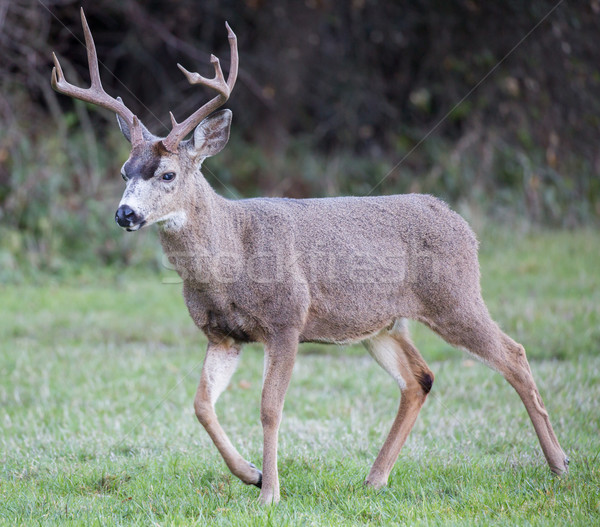Black-tailed Deer, Odocoileus hemionus, Male Stock photo © yhelfman