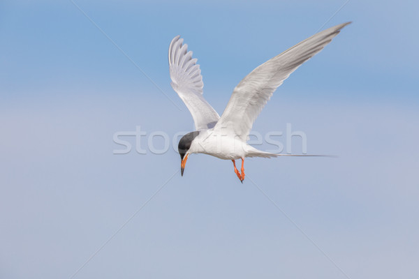 Snowy Egret (Egretta thula) foraging in the lake. Stock photo © yhelfman
