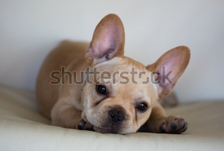 French Bulldog Puppy Stock photo © yhelfman