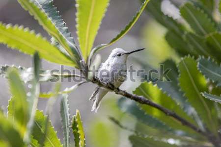 Rzadki koliber oddziału mężczyzna Australia ogród Zdjęcia stock © yhelfman