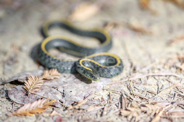 Święty mikołaj nieletni podwiązka węża góry zwierząt Zdjęcia stock © yhelfman