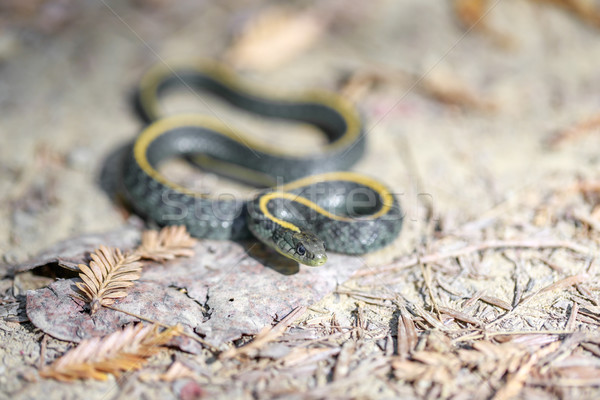 Santa Cruz Gartersnake - Thamnophis atratus atratus. Stock photo © yhelfman