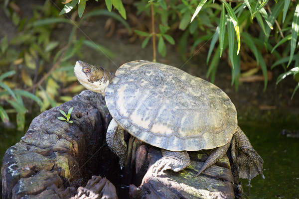 Occidentale stagno tartaruga piccolo crescita 20 Foto d'archivio © yhelfman