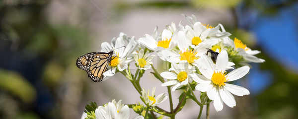 Monarch butterfly drinks daisy flower nectar Stock photo © yhelfman
