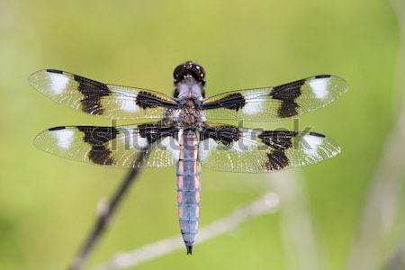 Eight-spotted Skimmer - Libellula forensis, adult, male Stock photo © yhelfman