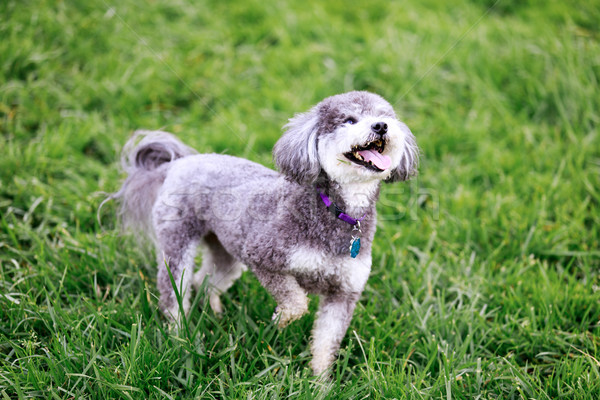 Schnoodle playing in a dog park. Stock photo © yhelfman