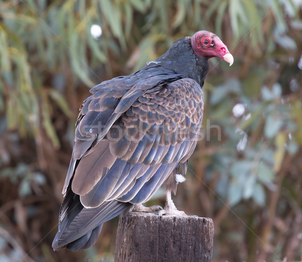 Turquie vautour aura bois [[stock_photo]] © yhelfman