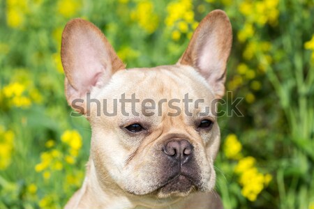 Young French Bulldog Headshot Stock photo © yhelfman