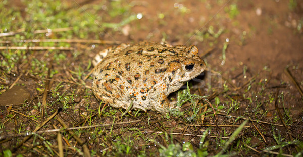 California Toad - Anaxyrus boreas halophilus, Santa Clara County, California Stock photo © yhelfman