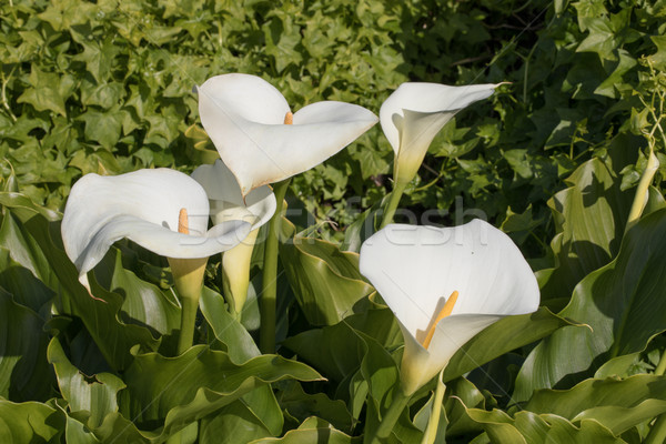 Leaves and Inflorescence of Calla Lilies Stock photo © yhelfman