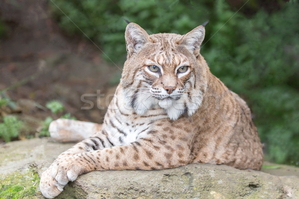 Luchs ruhend rock posiert Stock foto © yhelfman