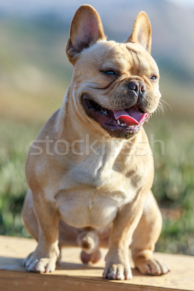 French Bulldog Portrait Stock photo © yhelfman