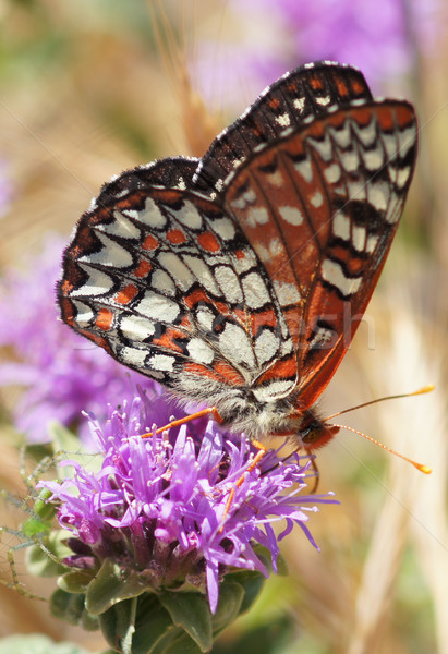 Variable Checkerspot (Euphydryas chalcedona) butterfly drinks flower nectar Stock photo © yhelfman