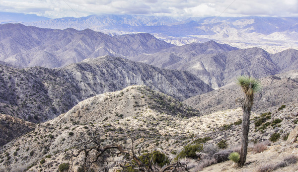 Mojave Desert Views from Warren Peak Stock photo © yhelfman