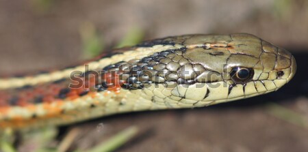 Part közelkép harisnyakötő kígyó kert kertész Stock fotó © yhelfman