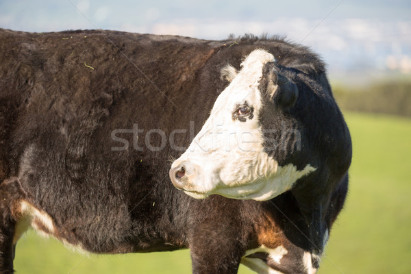 Cow Grazing in Briones Regional Park Meadows Stock photo © yhelfman