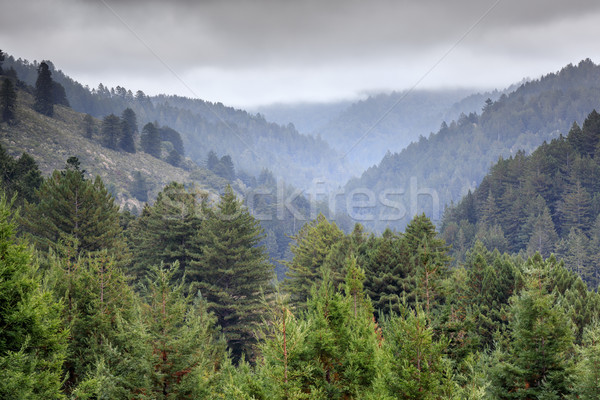 Whittemore Gulch Trail Views. Stock photo © yhelfman