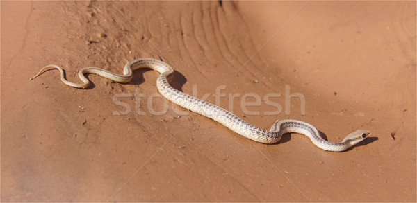 Western Patched-Nose (Salvadora hexalepis) Snake Stock photo © yhelfman