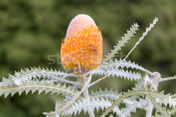 Woolly Orange Banksia - Banksia victoriae Stock photo © yhelfman