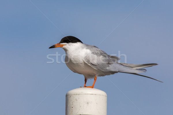 Common tern (Sterna hirundo) perching on a pole. Stock photo © yhelfman