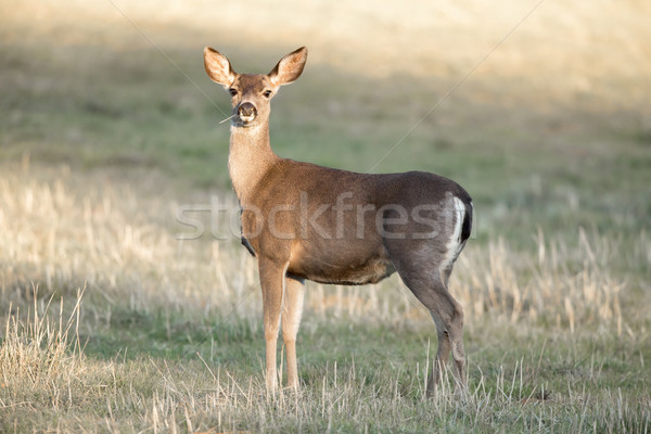 Cautious Black-tailed Deer Interrupted Eating. Stock photo © yhelfman
