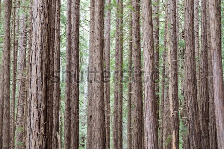 Copaci pădure faimos sequoia moară vale Imagine de stoc © yhelfman