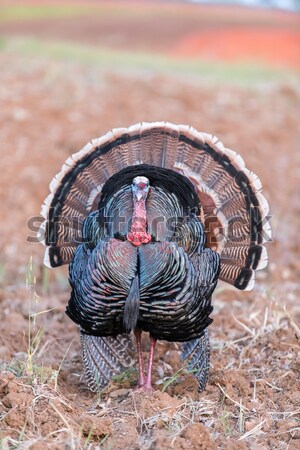 Wild Turkey (Meleagris gallopavo), Adult Male. Stock photo © yhelfman