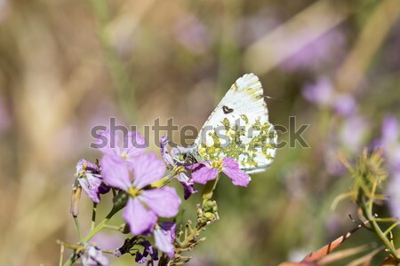 Zdjęcia stock: Marmuru · Święty · mikołaj · kwiat · dziedzinie · zielone