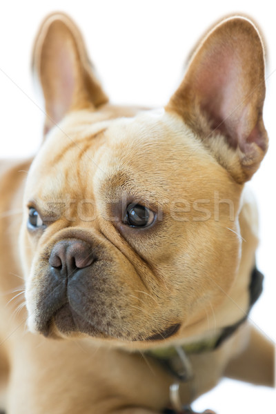 Geïsoleerd frans bulldog hoofd hond portret Stockfoto © yhelfman