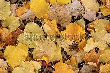Lime Tree (Tilia) Leaves in Autumn. Stock photo © yhelfman