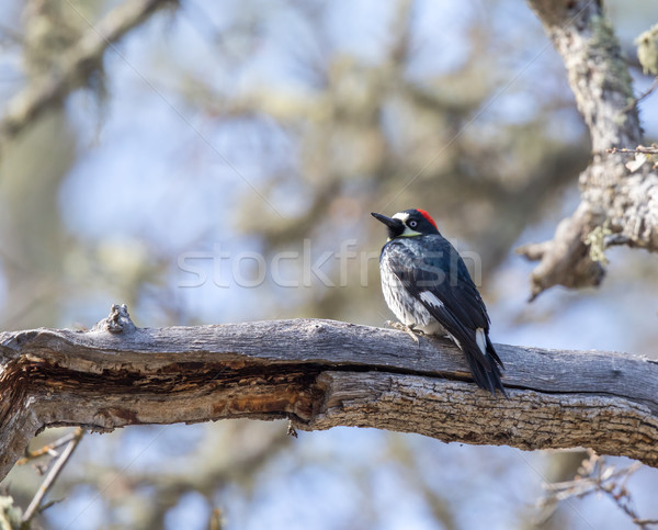 Acorn Woodpecker (Melanerpes formicivorus) adult female perched on a tree. Stock photo © yhelfman