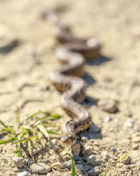 Pacific Gopher Snake (Pituophis catenifer catenifer) slithering across a hiking trail. Stock photo © yhelfman